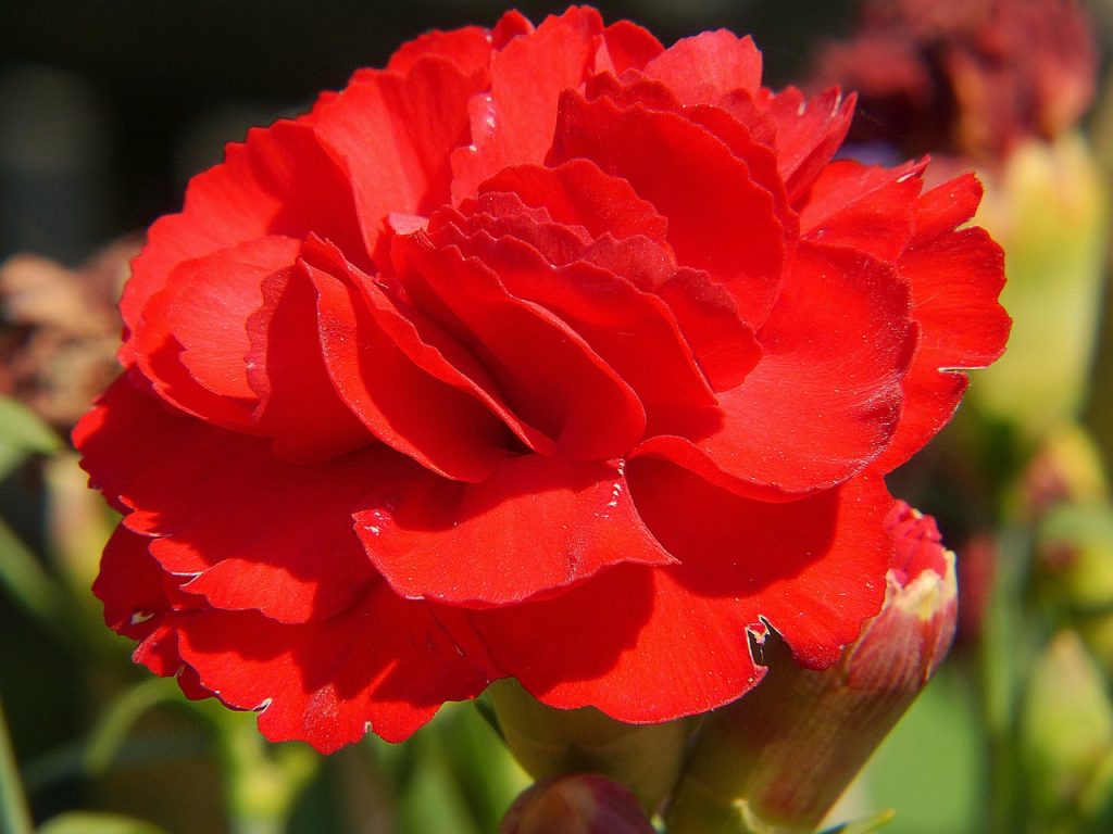 clove, red, flower-1511030.jpg