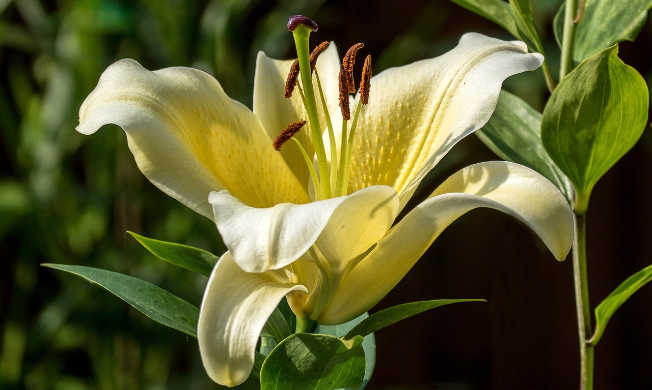 lily, flower, nature-1790763.jpg